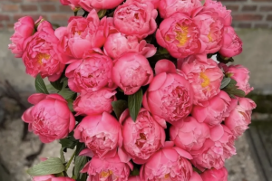 Captura de pantalla 2026-03-17 a las 11.00.26 a. m.